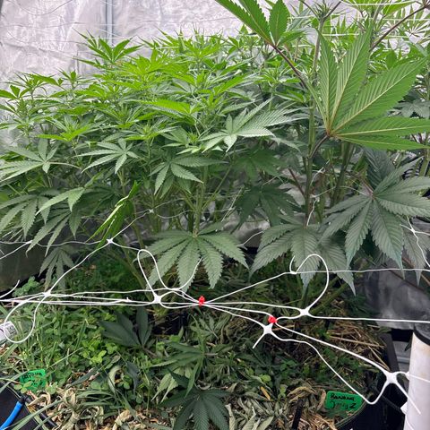 SugerCane In House Genetics growlog timeline photo