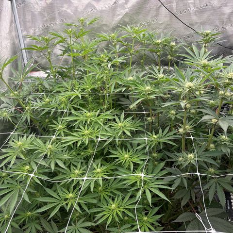 SugerCane In House Genetics growlog timeline photo
