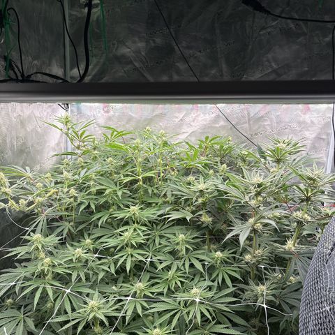 SugerCane In House Genetics growlog timeline photo