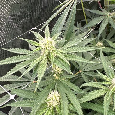 Papaya BX1 growlog timeline photo