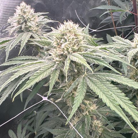 Papaya BX1 growlog timeline photo