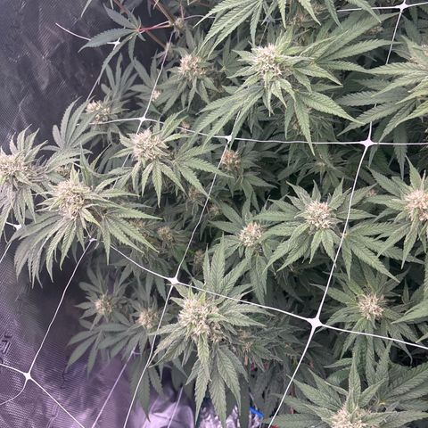 Papaya BX1 growlog timeline photo