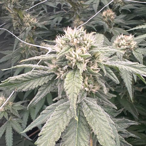 Papaya BX1 growlog timeline photo