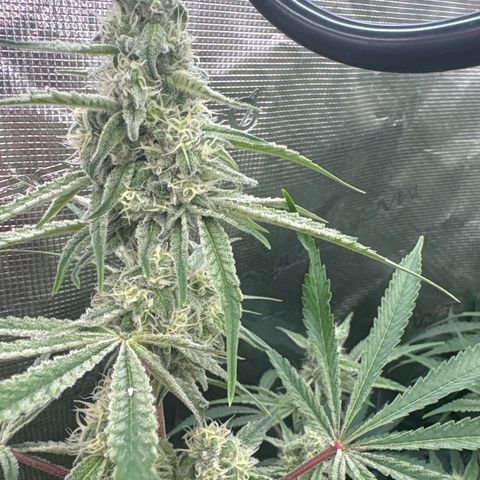SugerCane In House Genetics growlog photo: Couple of smaller ones that have been to close to te light but for the rest frosty as you know what.