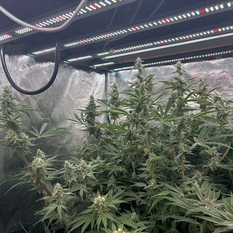 SugerCane In House Genetics growlog photo: Couple of smaller ones that have been to close to te light but for the rest frosty as you know what.