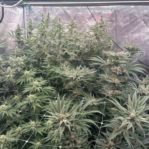 SugerCane In House Genetics growlog timeline photo