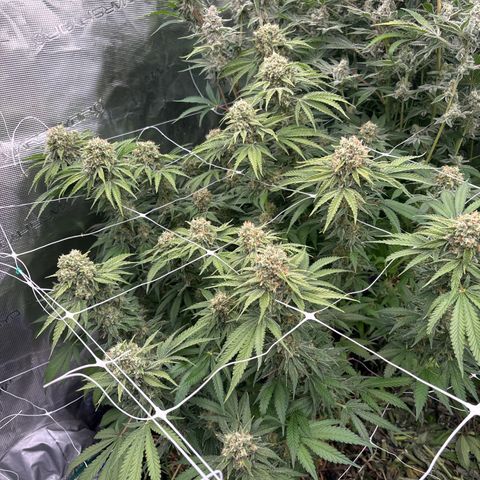 Papaya BX1 growlog timeline photo