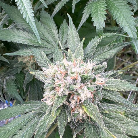 Papaya BX1 growlog timeline photo