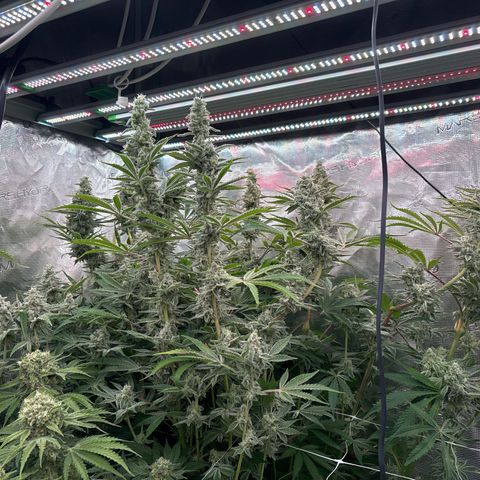 SugerCane In House Genetics growlog timeline photo