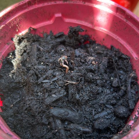 Ginger punch  growlog photo: Girls com up slowly 