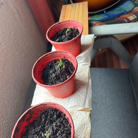 Ginger punch  growlog photo: Einmal gedreht das sie gerade wachsen 