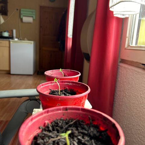 Ginger punch  growlog timeline photo