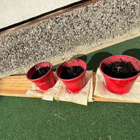 Ginger punch  growlog photo: Still growing up 19degrees 7-9 sun 