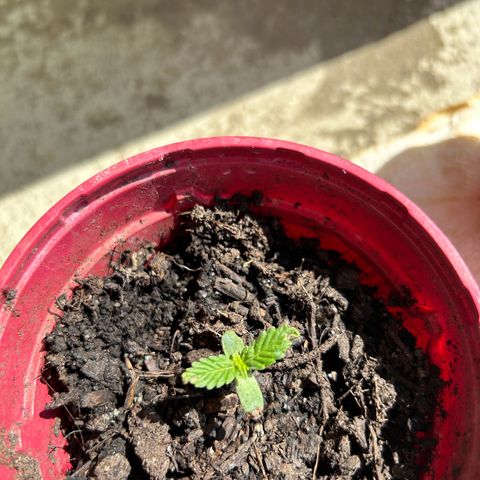 Ginger punch  growlog photo: First leaves 🍃 
22 degrees sun 9/9