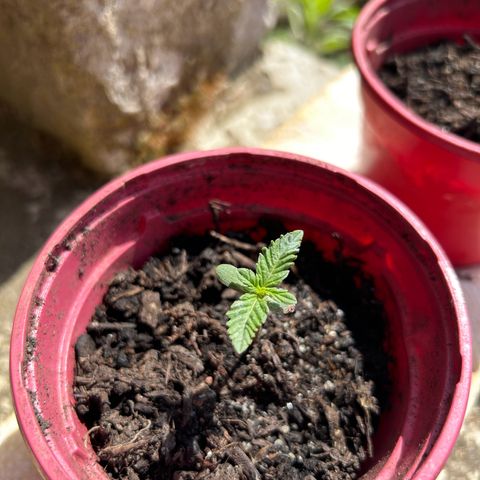Ginger punch  growlog photo: First leaves 🍃 
22 degrees sun 9/9