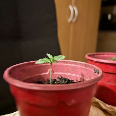 Ginger punch  growlog timeline photo