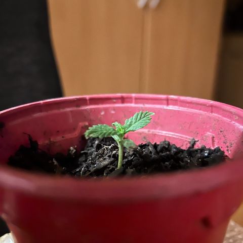 Ginger punch  growlog timeline photo