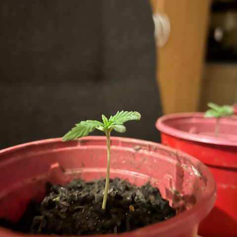Ginger punch  growlog timeline photo