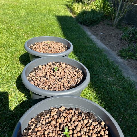 Ginger punch  growlog timeline photo