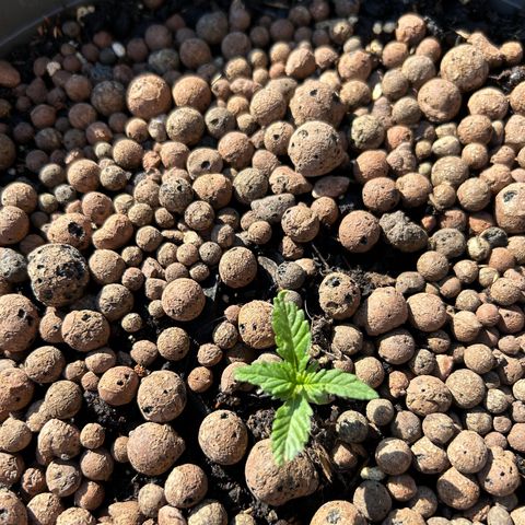 Ginger punch  growlog photo: 27 degrees windy 9-21 sun 
