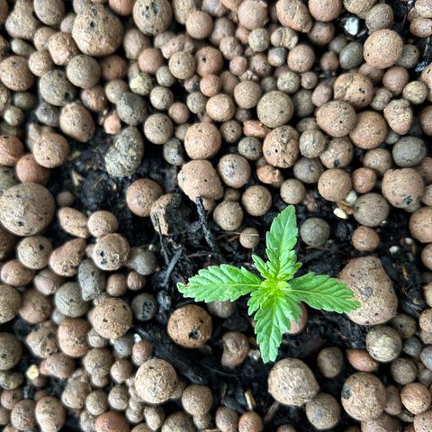 Ginger punch  growlog timeline photo