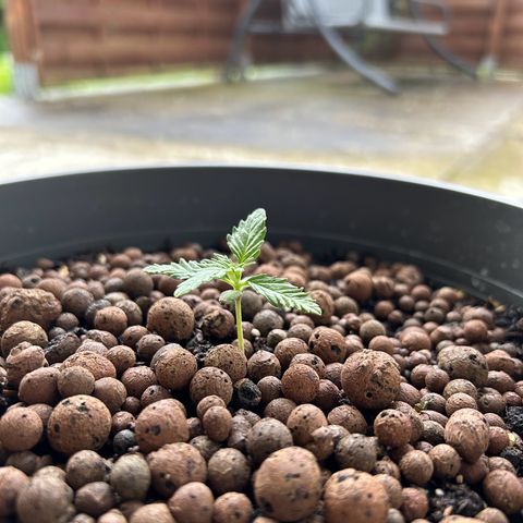 Ginger punch  growlog timeline photo