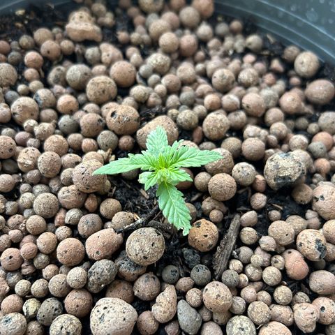 Ginger punch  growlog photo: 1knot more then topping 