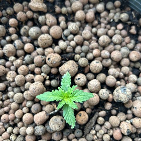 Ginger punch  growlog photo: 1knot more then topping 
