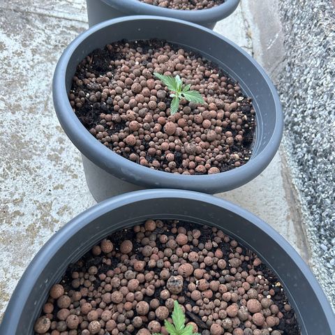 Ginger punch  growlog timeline photo