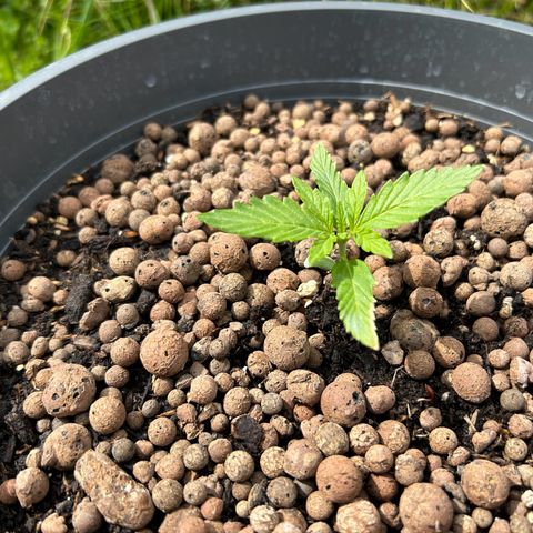 Ginger punch  growlog photo: Still growing but slow 🤔