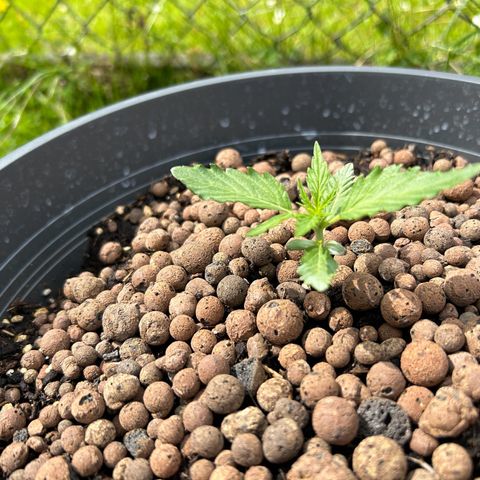 Ginger punch  growlog photo: Still growing but slow 🤔