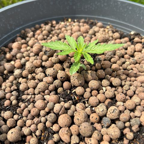 Ginger punch  growlog photo: Still growing but slow 🤔