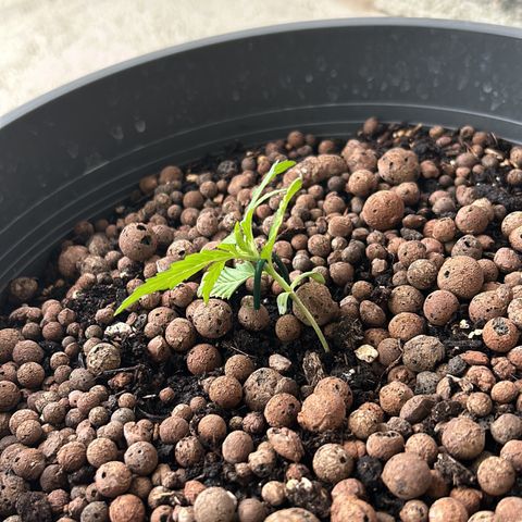 Ginger punch  growlog timeline photo