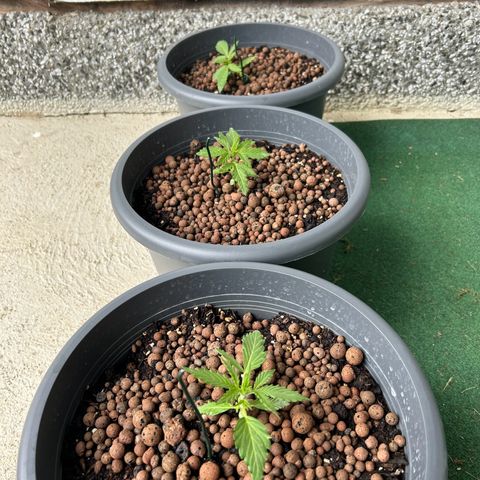 Ginger punch  growlog timeline photo
