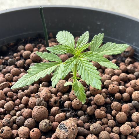 Ginger punch  growlog timeline photo
