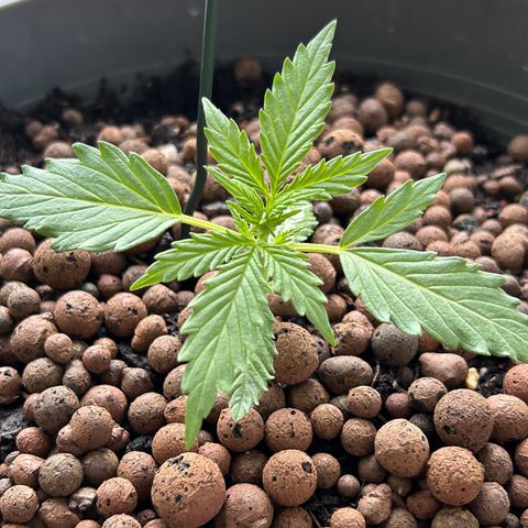 Ginger punch  growlog timeline photo