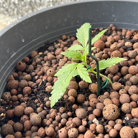Ginger punch  growlog timeline photo