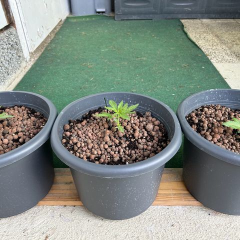 Ginger punch  growlog timeline photo