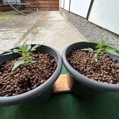 Ginger punch  growlog timeline photo