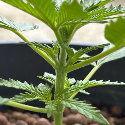 Ginger punch  growlog timeline photo
