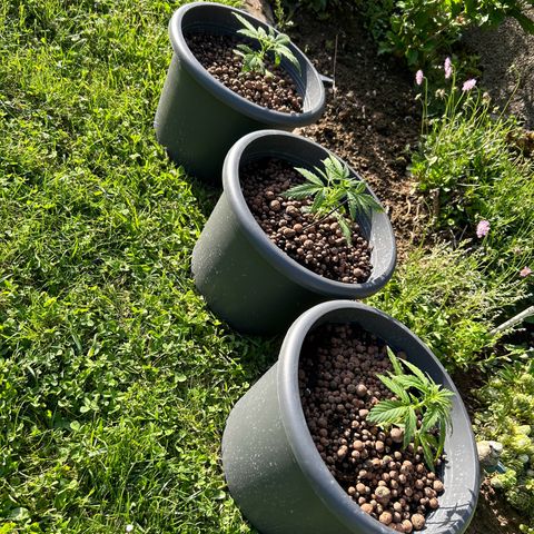 Ginger punch  growlog photo: Dwarfs 11 cm und die ersten blütenstemple 