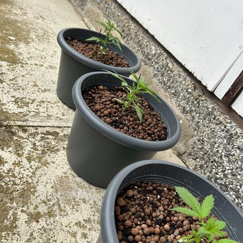Ginger punch  growlog timeline photo