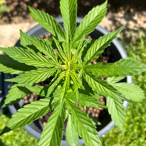 Ginger punch  growlog timeline photo
