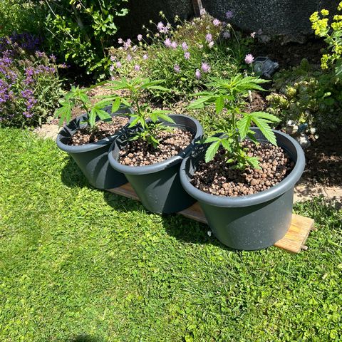 Ginger punch  growlog timeline photo