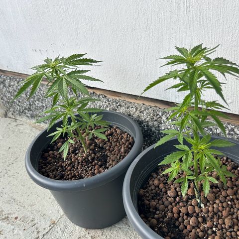 Ginger punch  growlog photo: Entlaubt heute um die Nährstoffe für die blütenbildung zu reservieren 