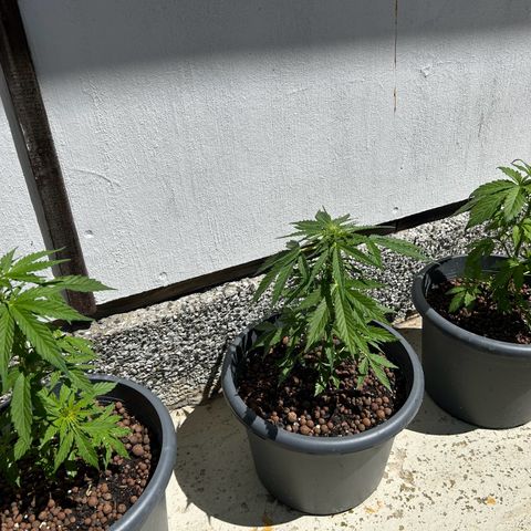Ginger punch  growlog timeline photo
