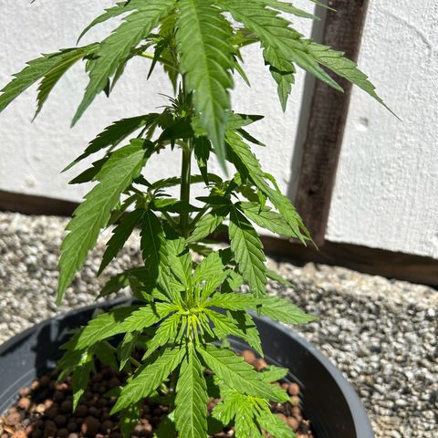 Ginger punch  growlog timeline photo
