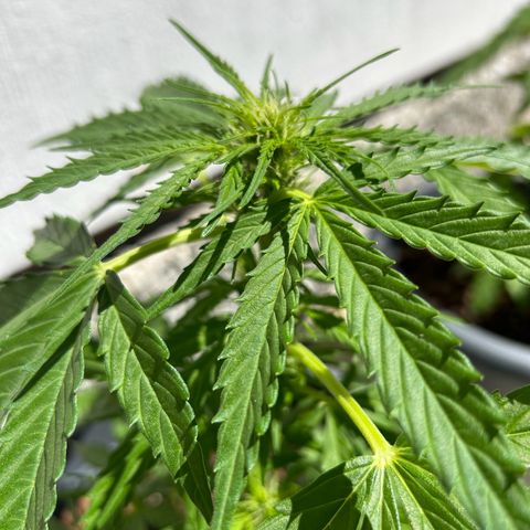 Ginger punch  growlog timeline photo