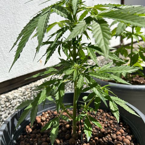 Ginger punch  growlog timeline photo