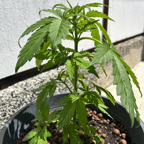 Ginger punch  growlog timeline photo